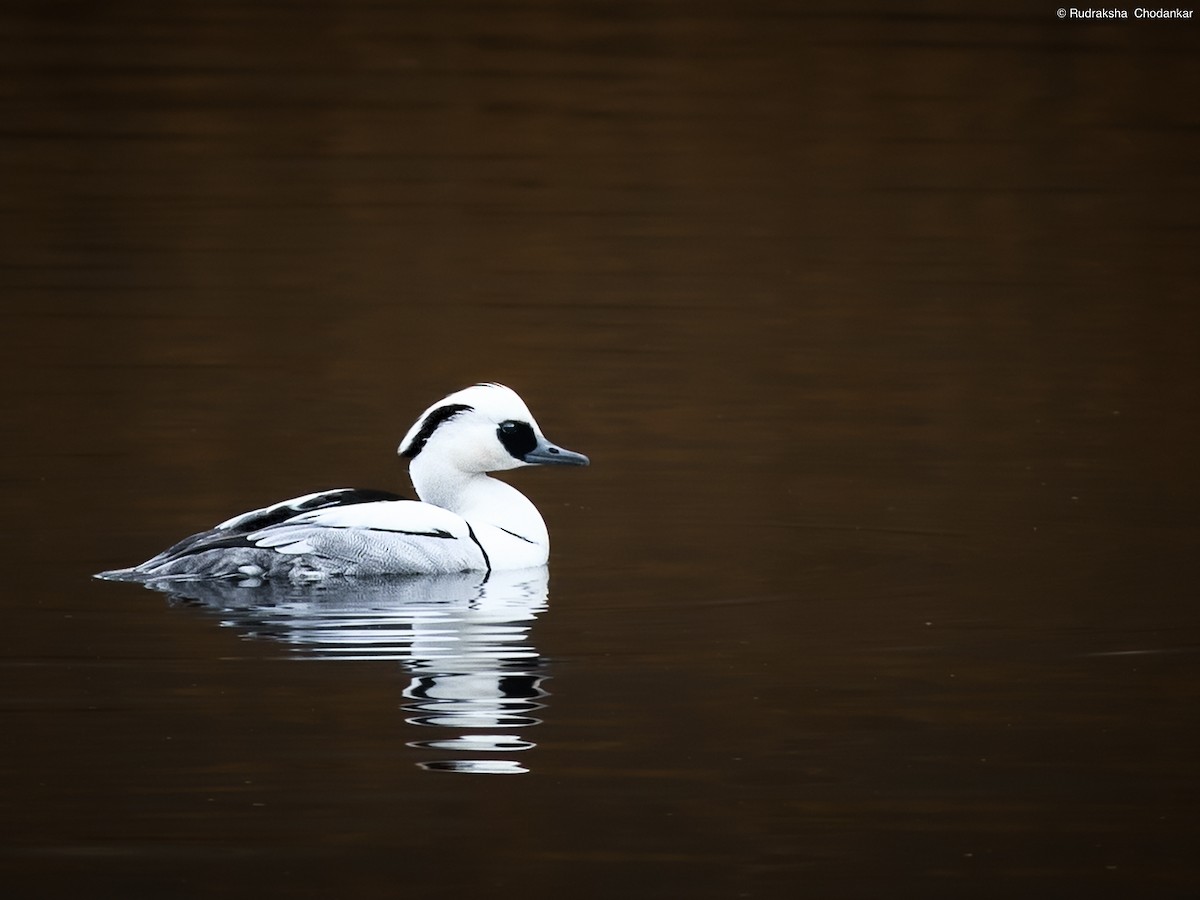 Smew - ML406016231