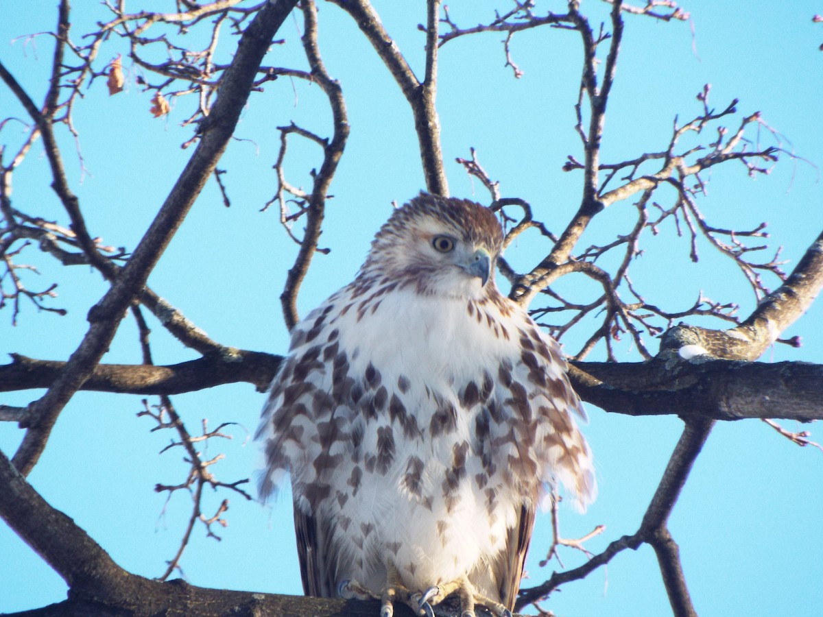 Red-tailed Hawk (borealis) - ML406017091