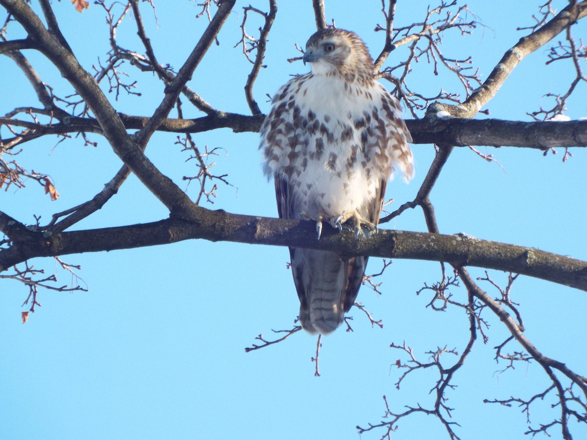 Red-tailed Hawk (borealis) - ML406017101