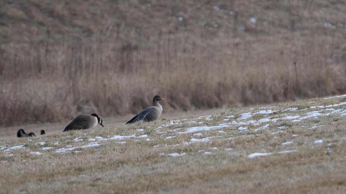 Pink-footed Goose - ML406018181