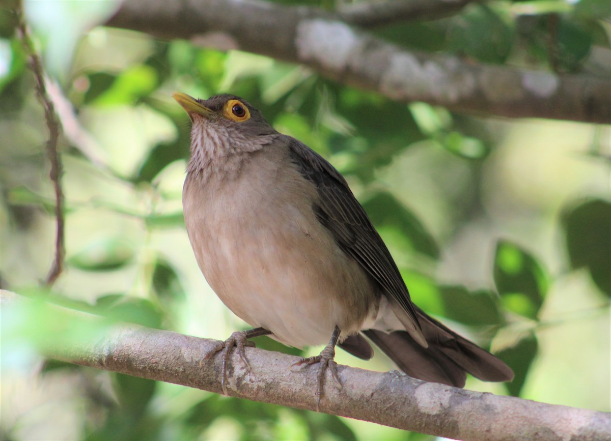 Spectacled Thrush - ML406018301