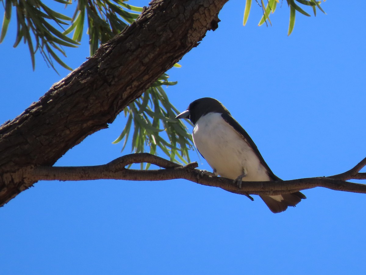 White-breasted Woodswallow - ML406018401