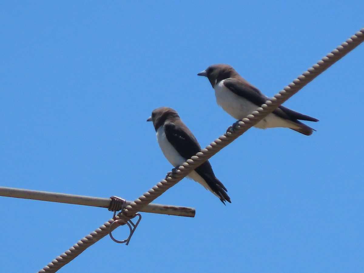 White-breasted Woodswallow - ML406018421