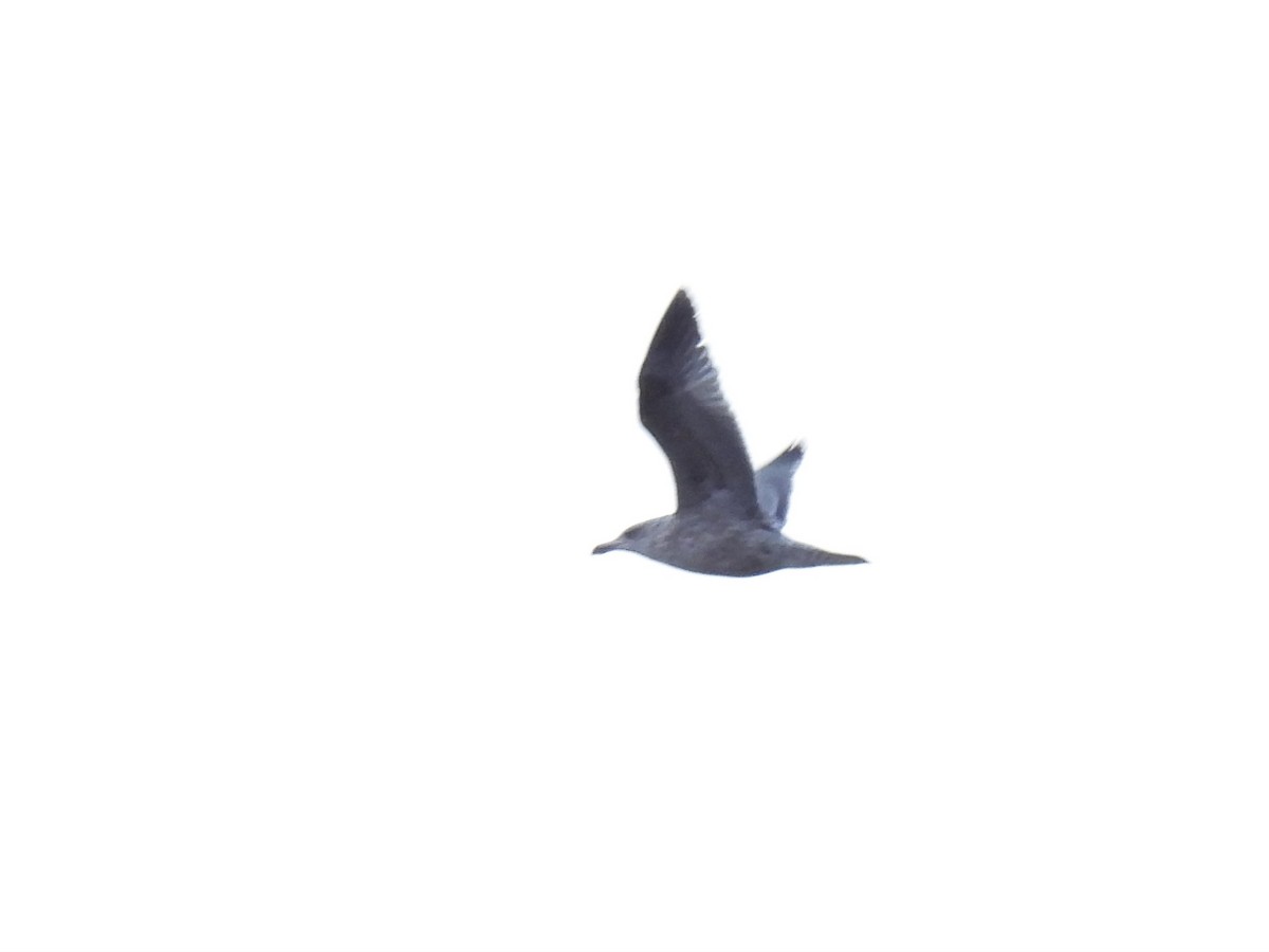 Серебристая чайка (Европейская) - ML406018831