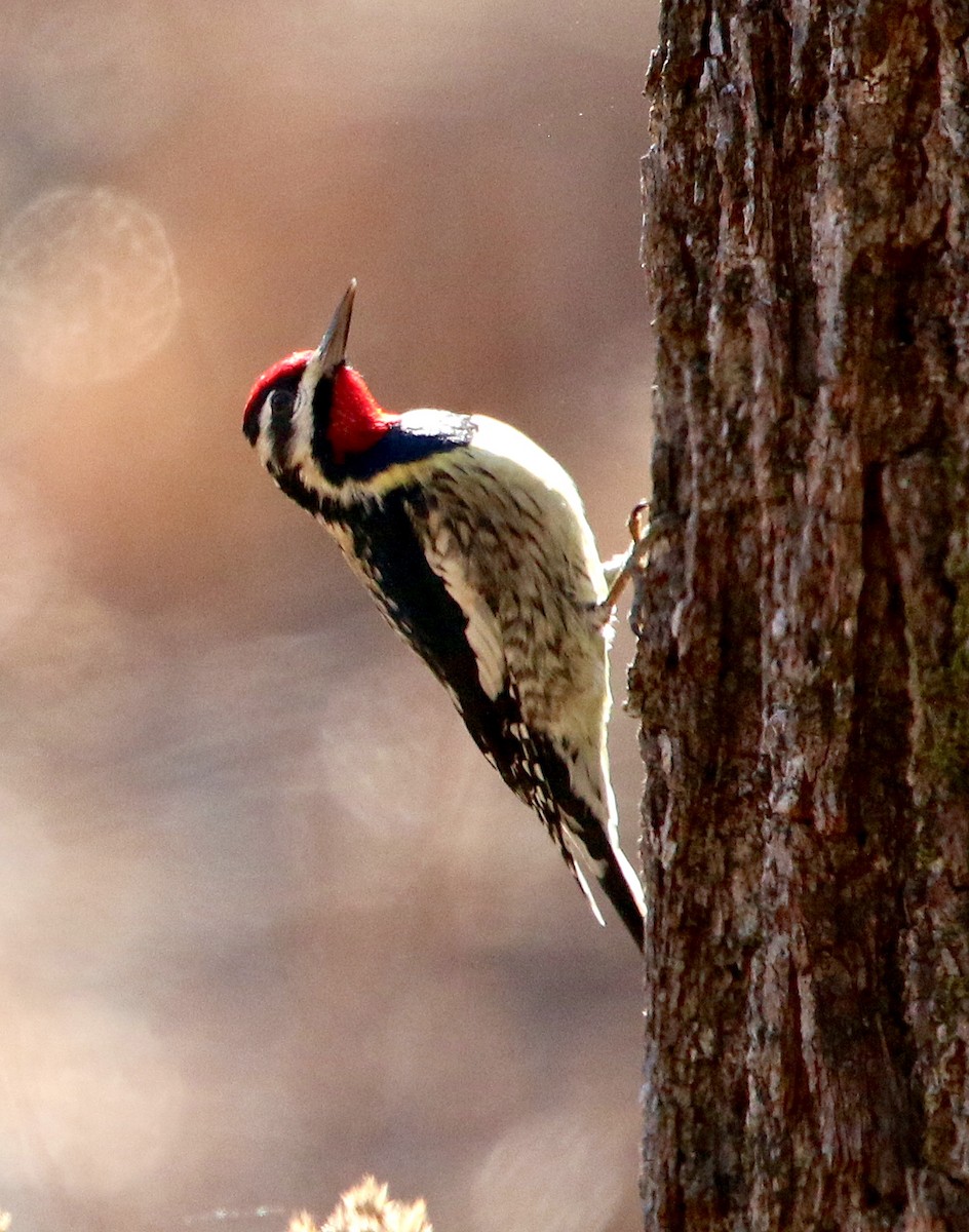 Yellow-bellied Sapsucker - ML406019641