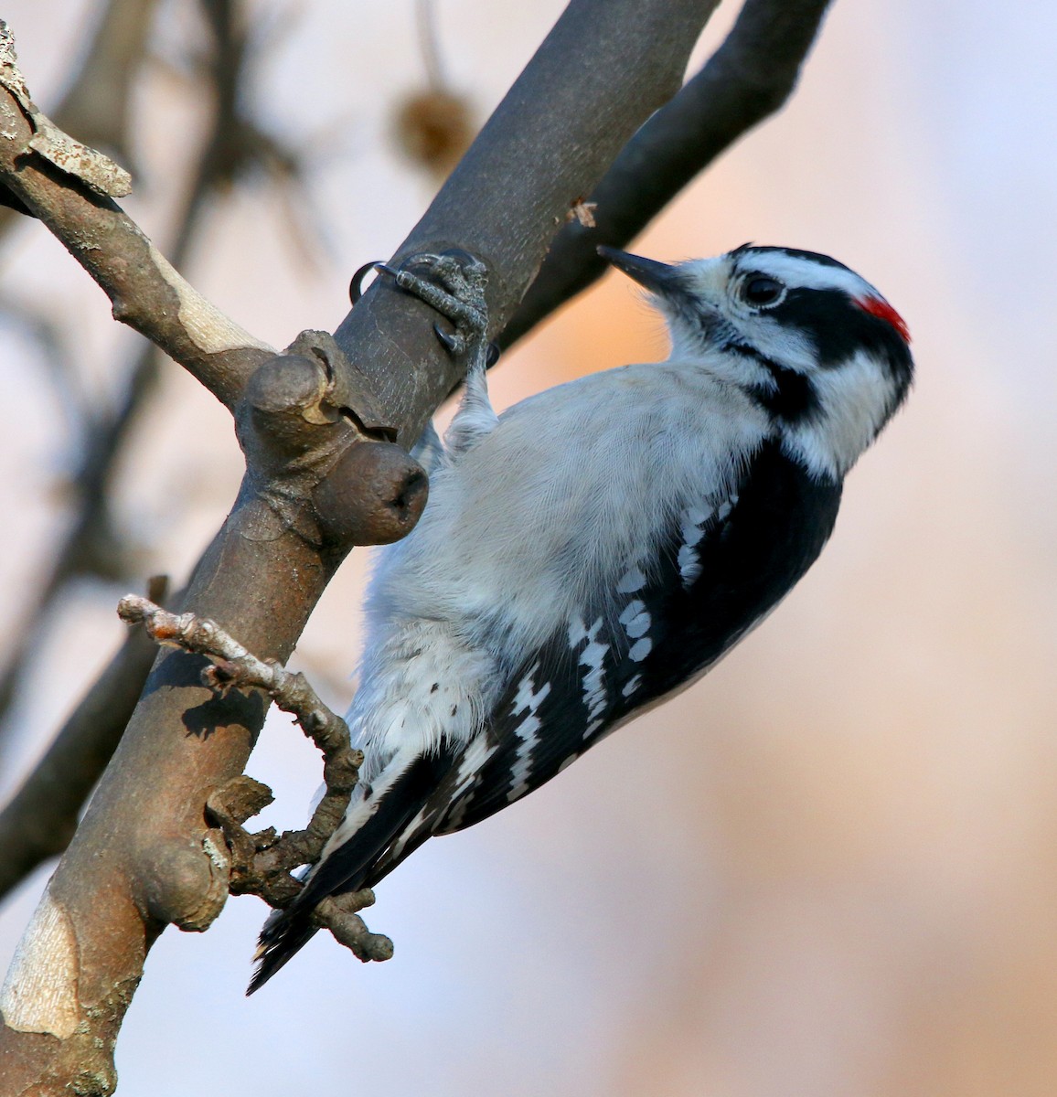 Downy Woodpecker - ML406019971