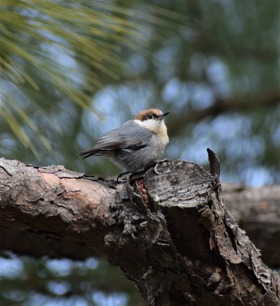 Brown-headed Nuthatch - ML406020131