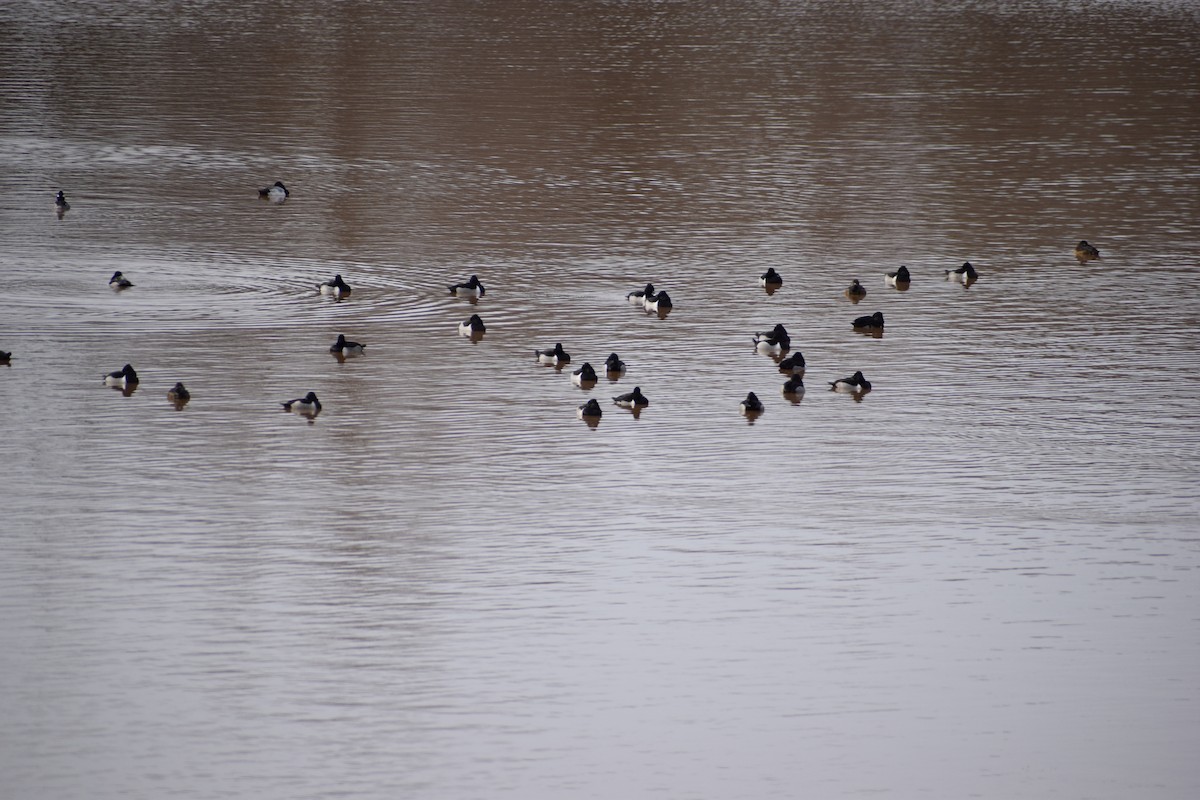 Ring-necked Duck - ML406020741