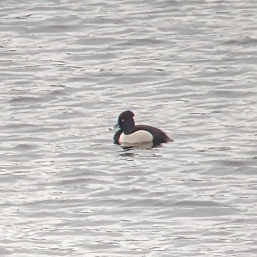 Ring-necked x Tufted Duck (hybrid) - ML406020821