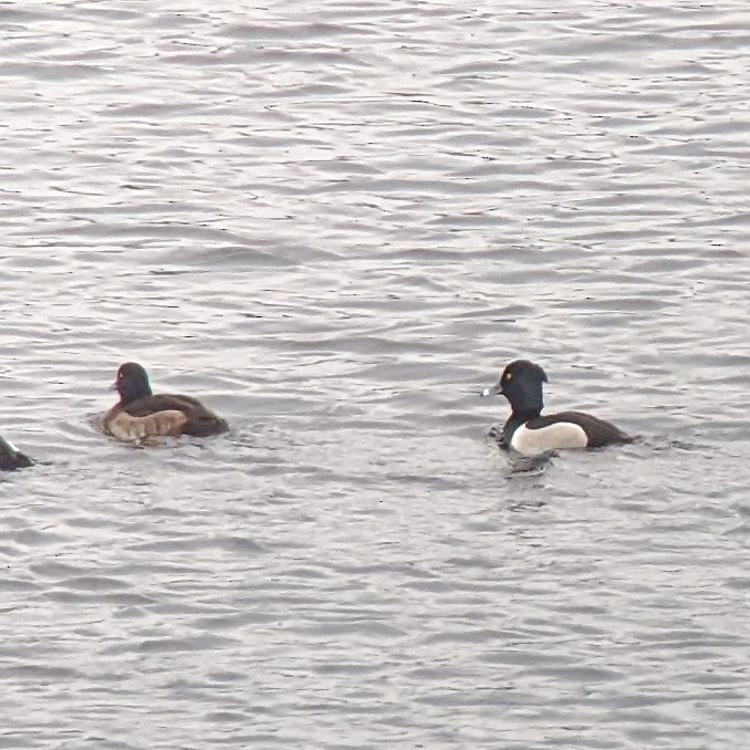 Ring-necked x Tufted Duck (hybrid) - ML406020831