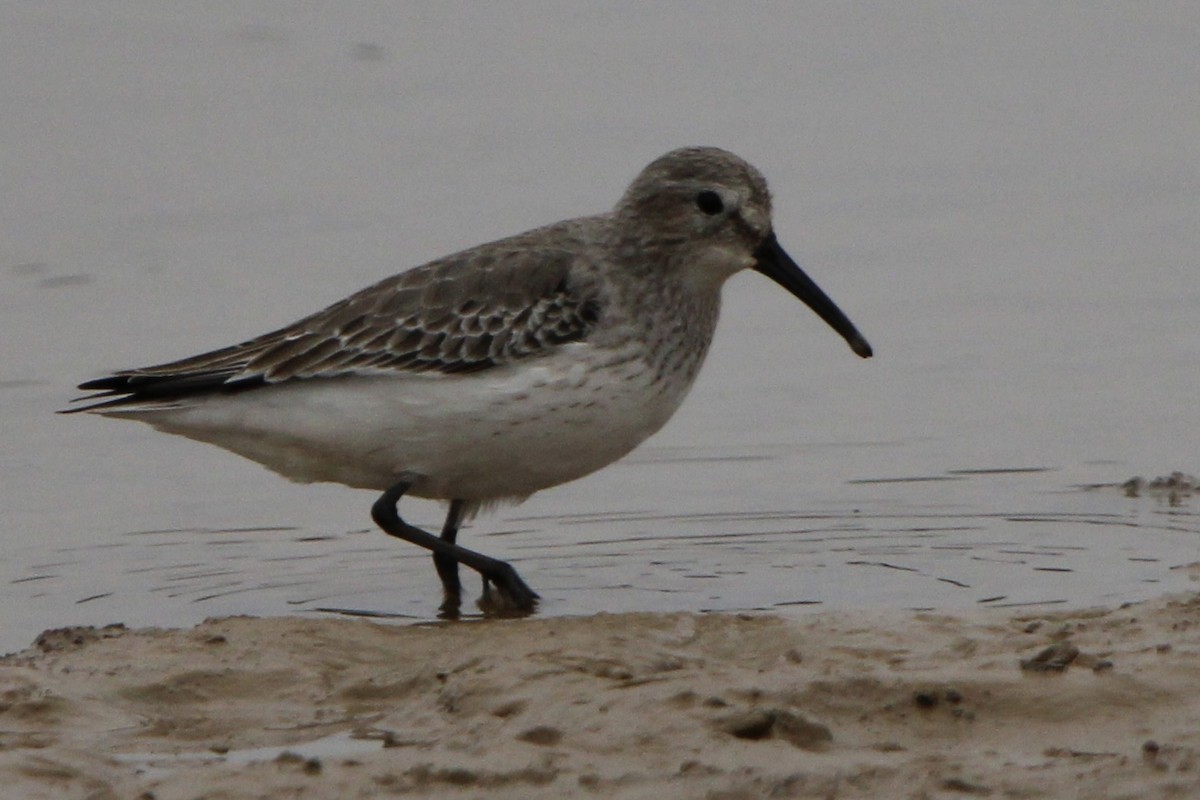 Dunlin - ML406021351