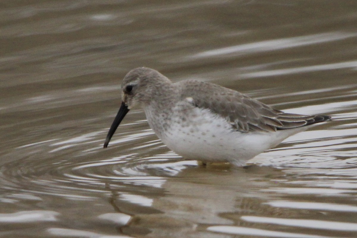 Чернозобик - ML406021361