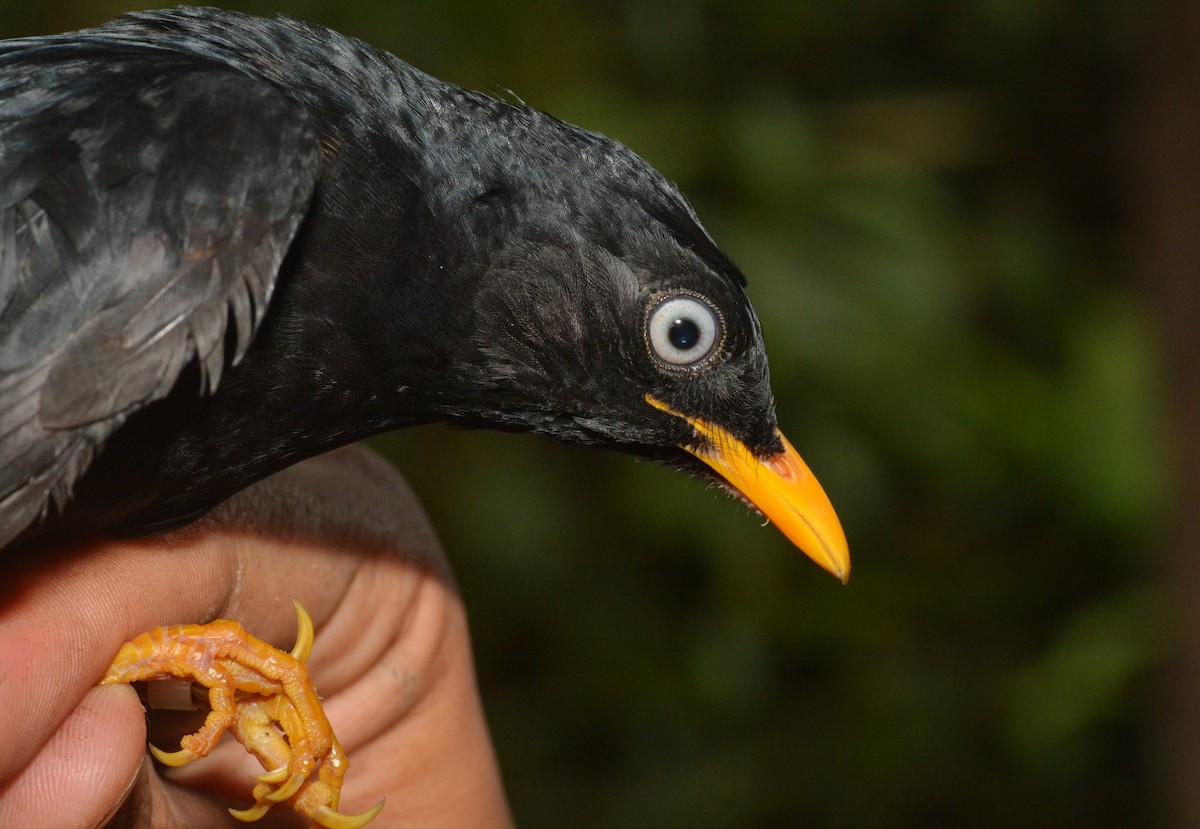 Pale-eyed Thrush - Kyle Kittelberger