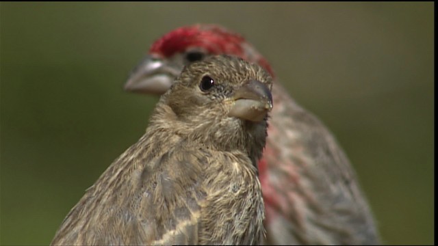 House Finch - ML406022