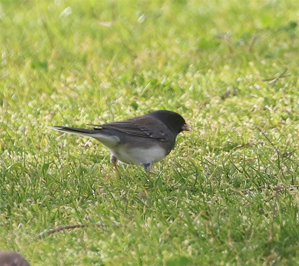 Dark-eyed Junco (Slate-colored) - ML406022111