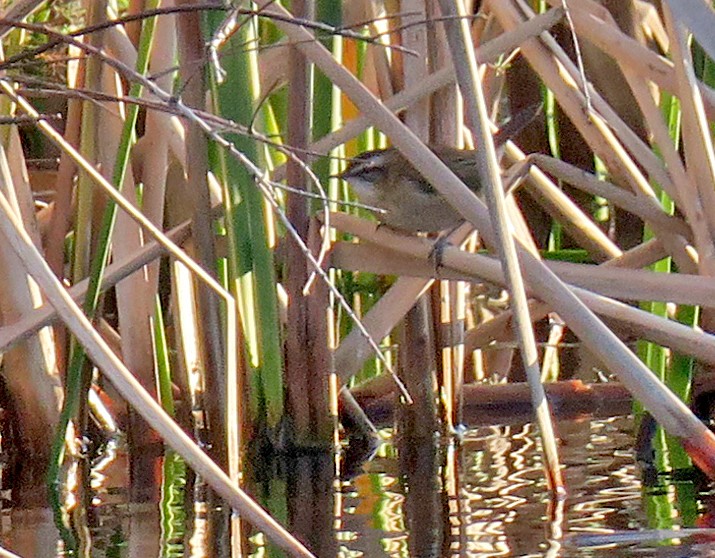 Moustached Warbler - Juan Pérez