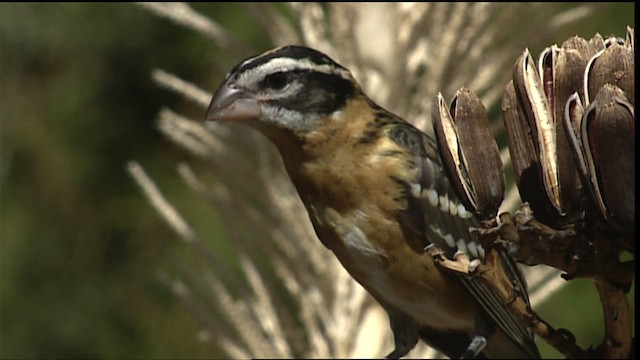 Black-headed Grosbeak - ML406024