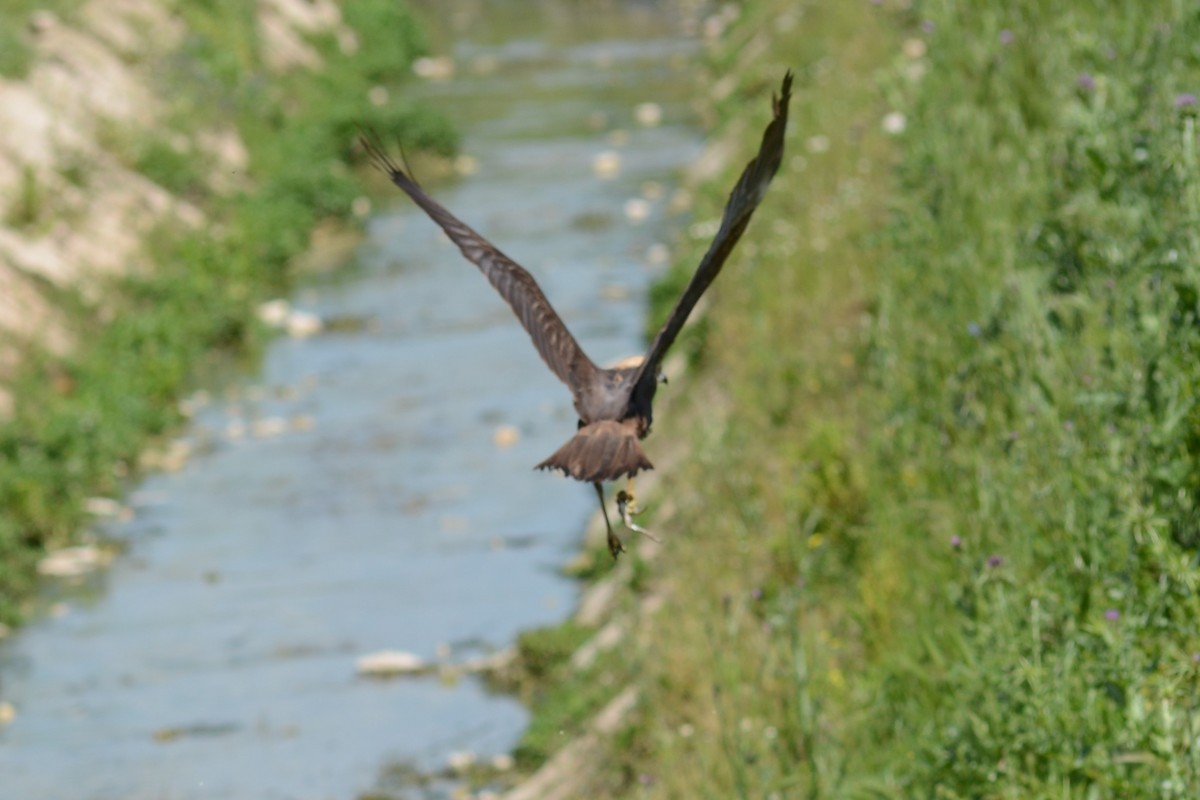 Western Marsh Harrier - Riccardo Errico