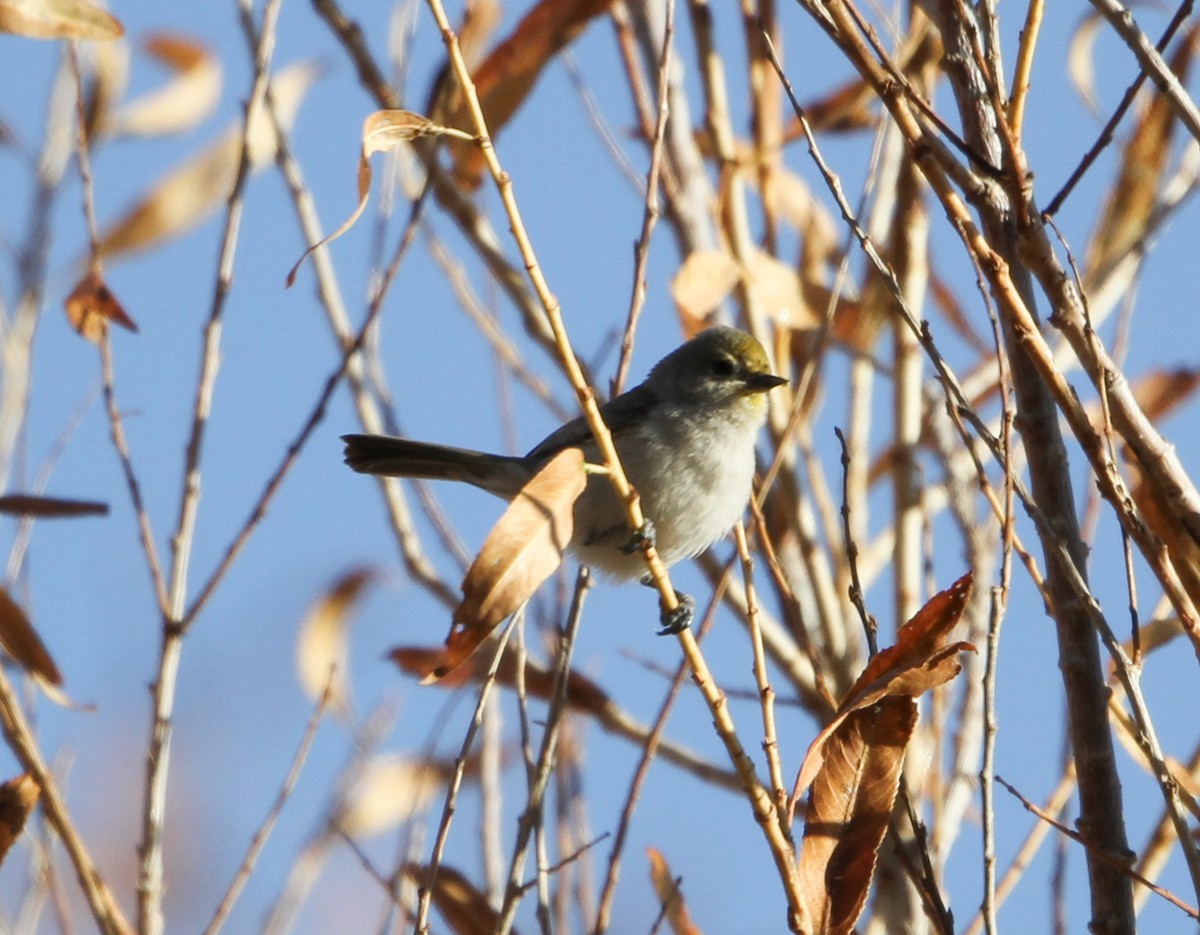 Auripare verdin - ML406026441