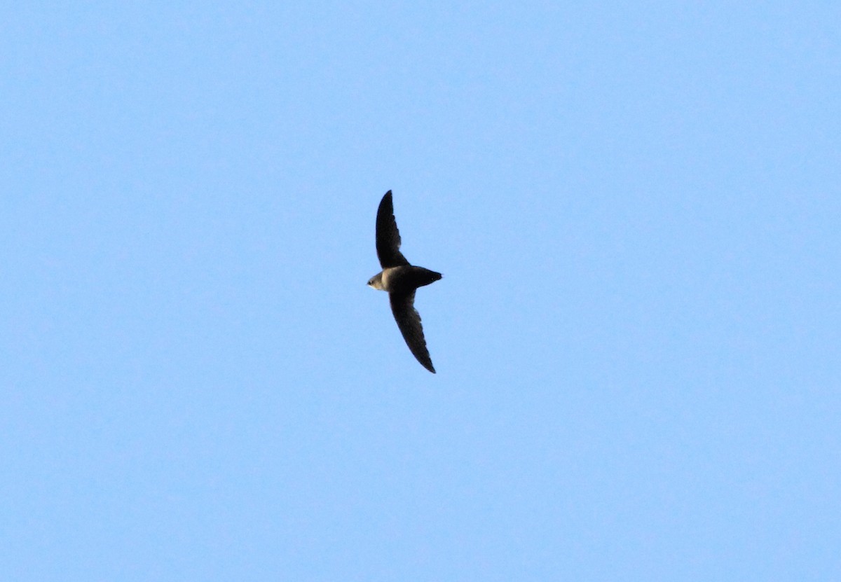 Chimney Swift - Nancy Oborne