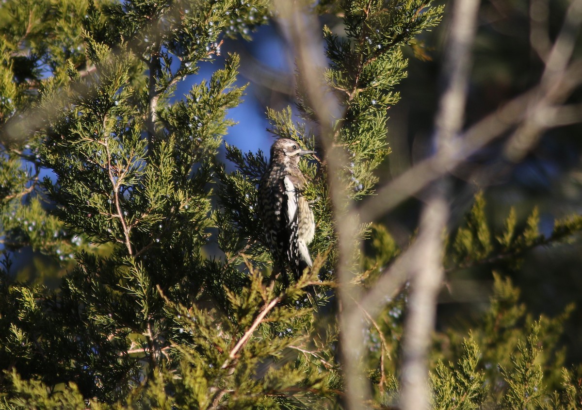 Yellow-bellied Sapsucker - Steven Glynn