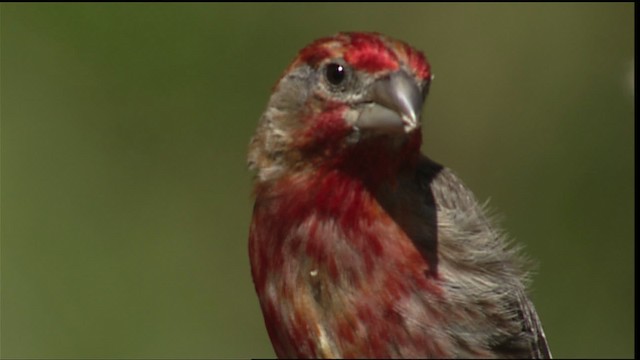 House Finch - ML406028