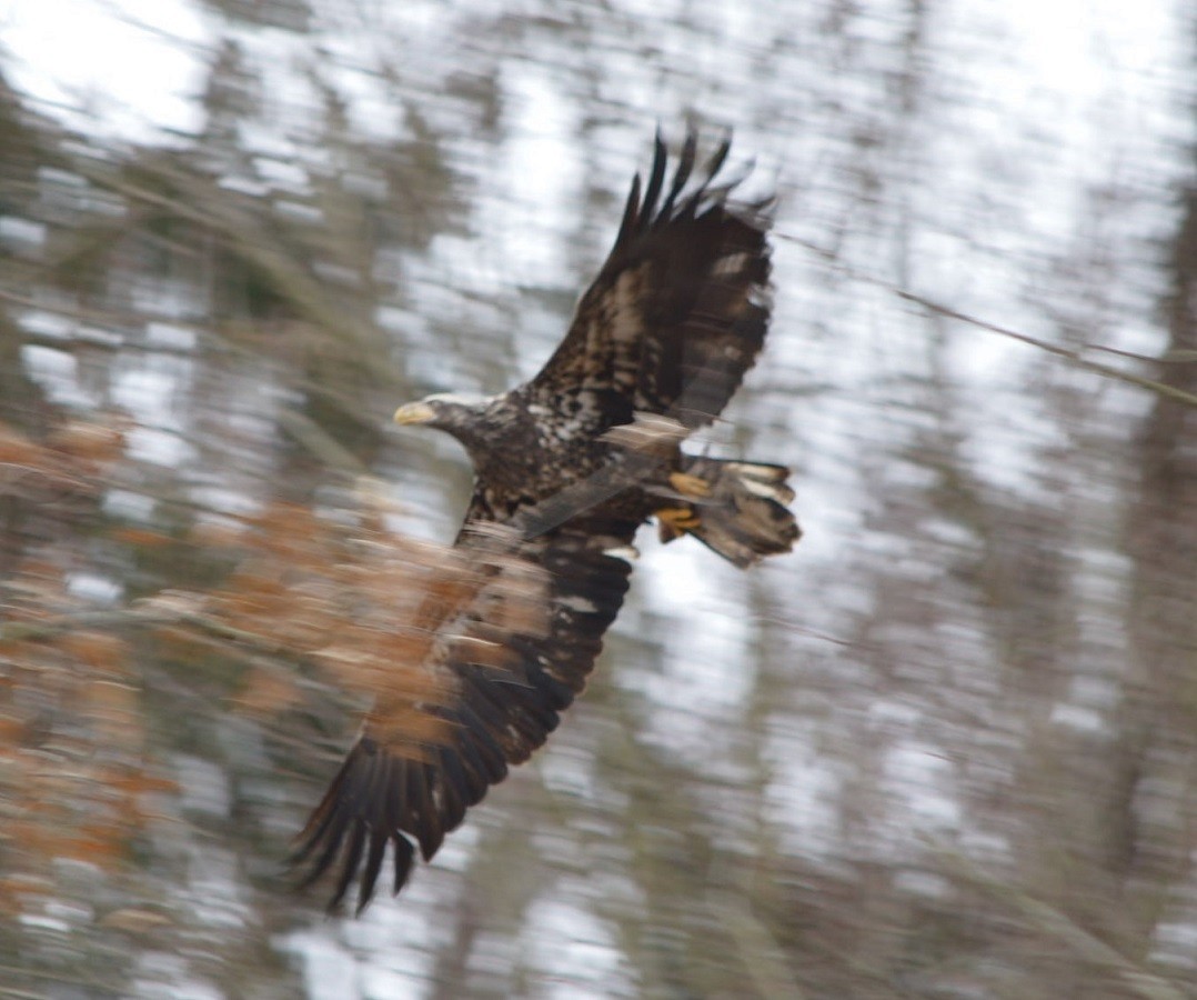 Weißkopf-Seeadler - ML406031461