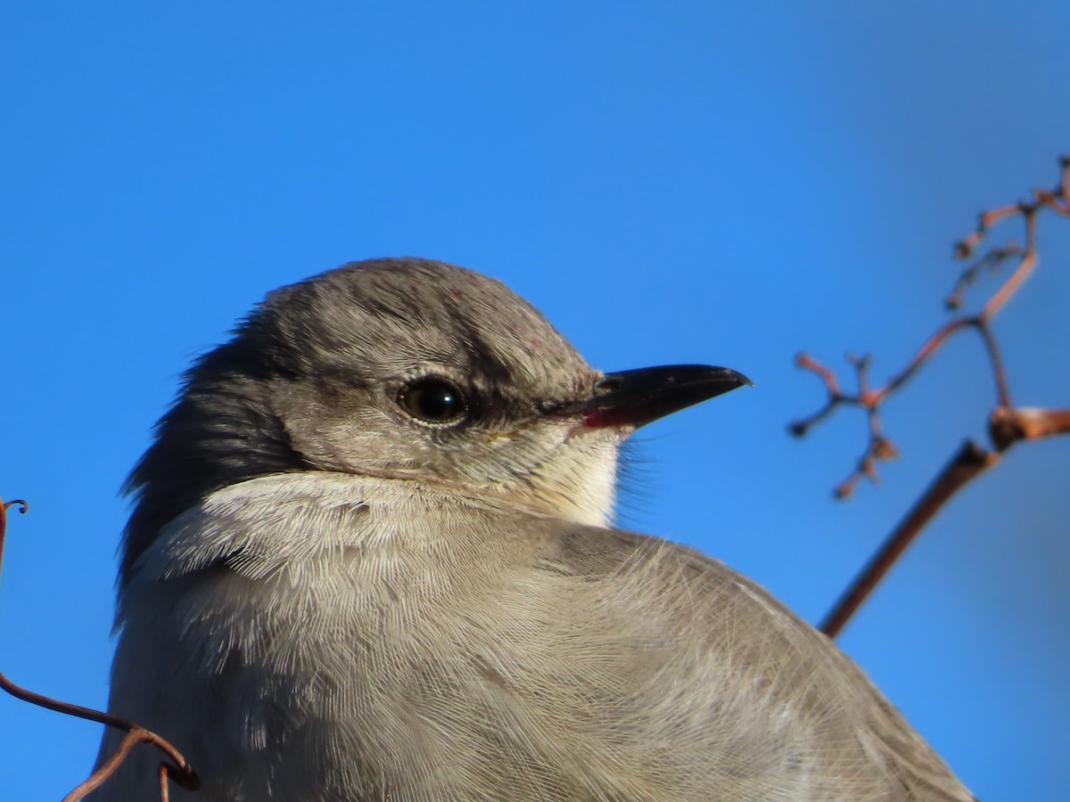 Northern Mockingbird - ML406031581