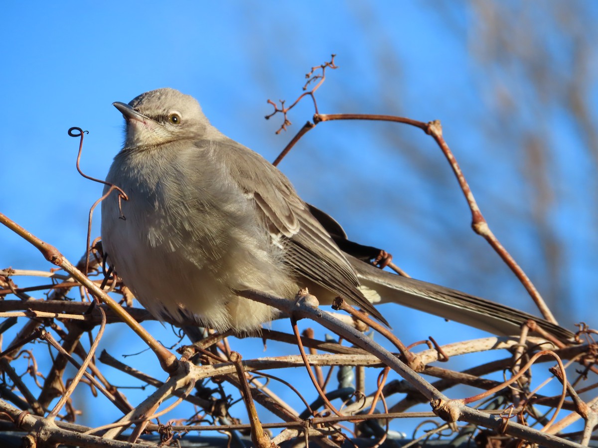 Northern Mockingbird - ML406031591