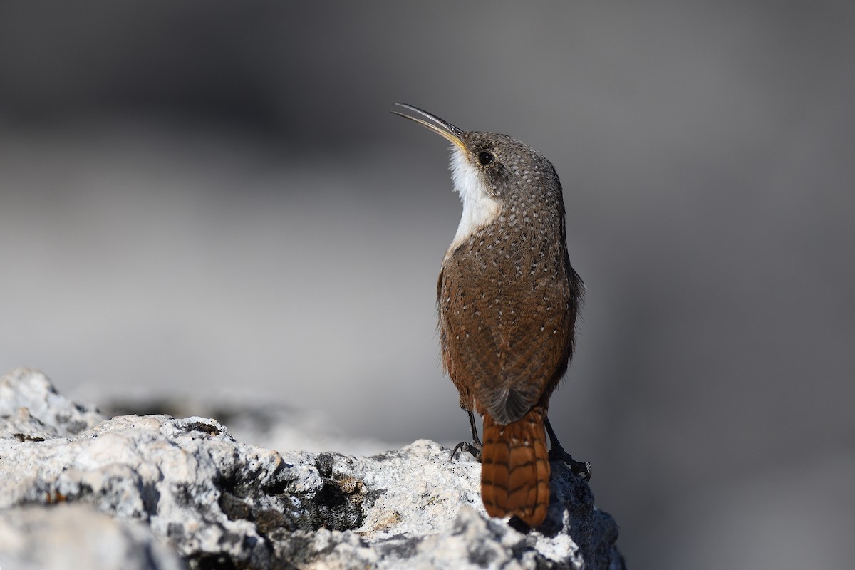 Canyon Wren - ML406032401