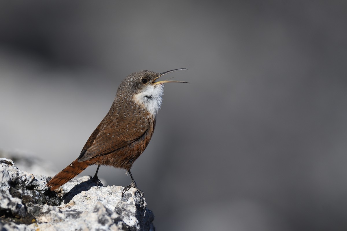 Canyon Wren - ML406032491