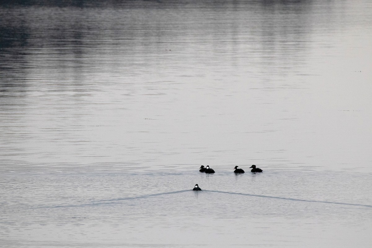 Surf Scoter - ML406033861