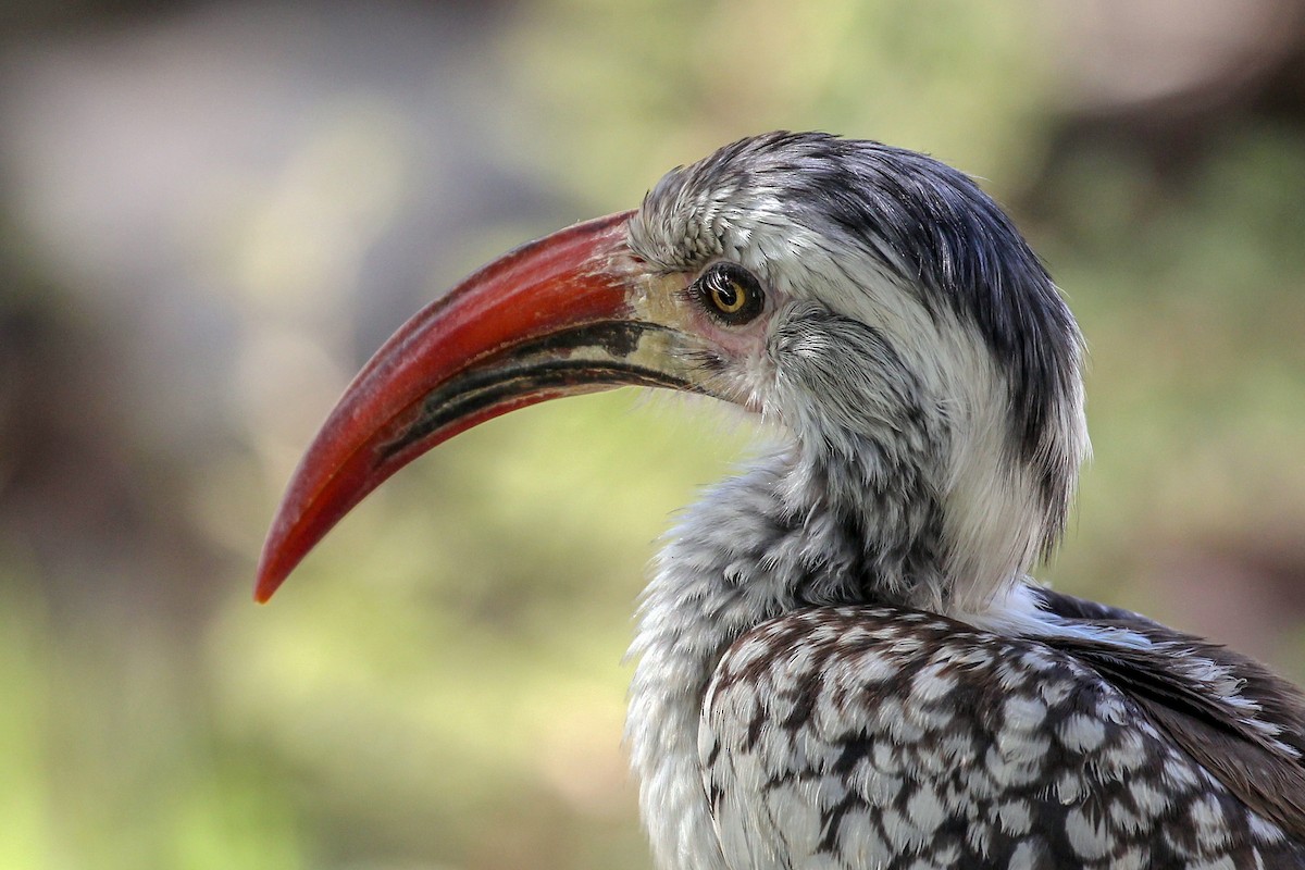 Southern Red-billed Hornbill - ML406035211