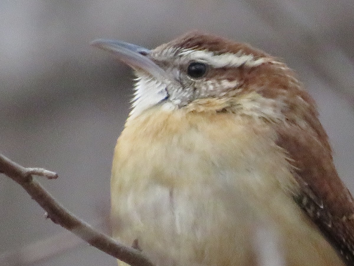 Carolina Wren - ML406035991