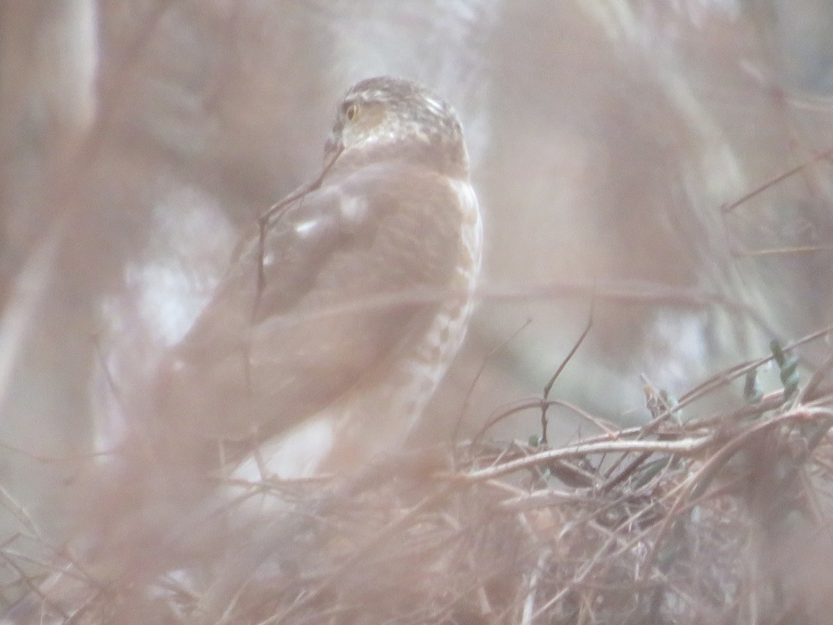 Sharp-shinned Hawk - ML406036061
