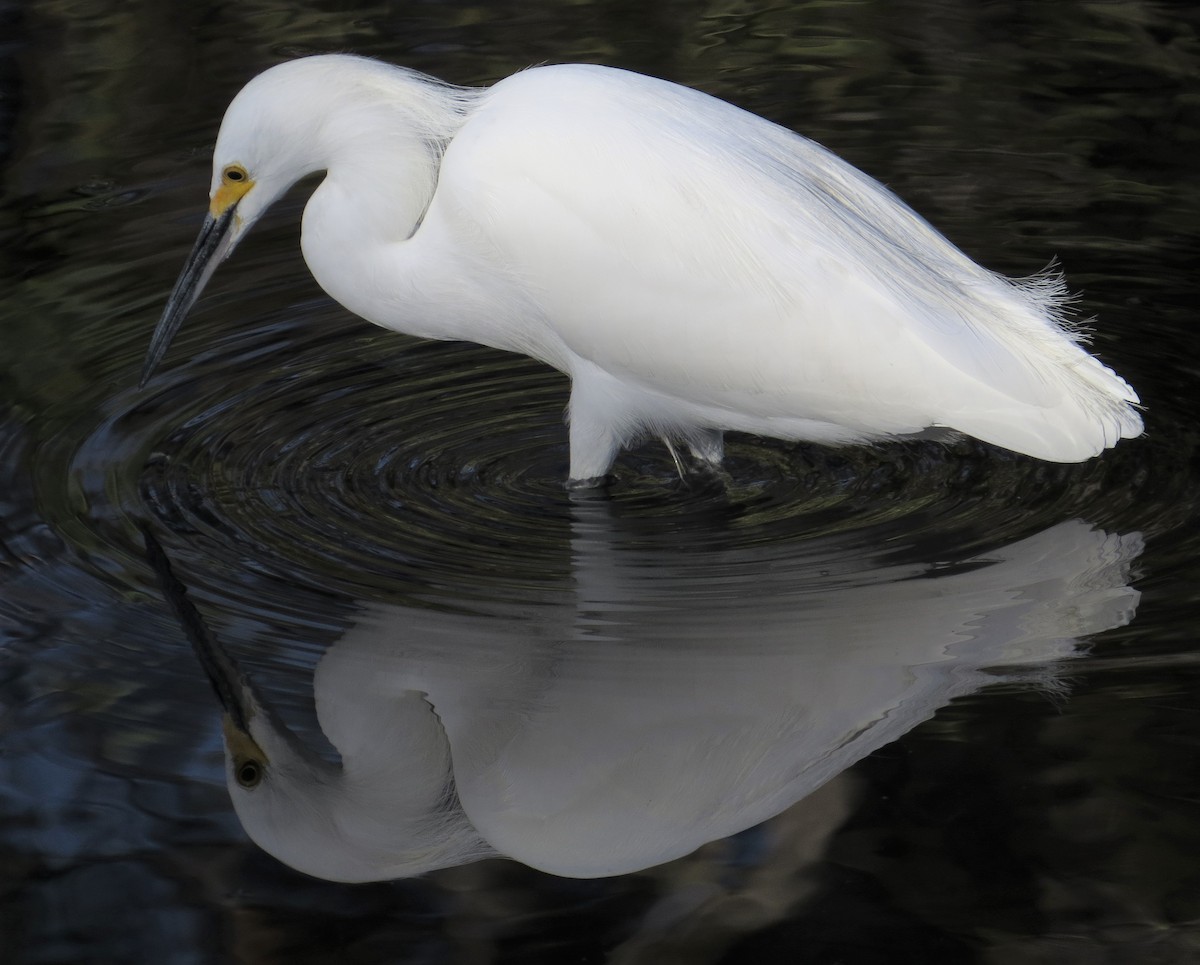 Snowy Egret - ML406037691