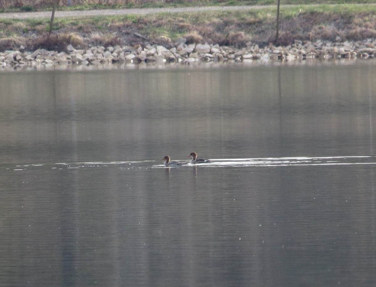 Red-breasted Merganser - ML40603871