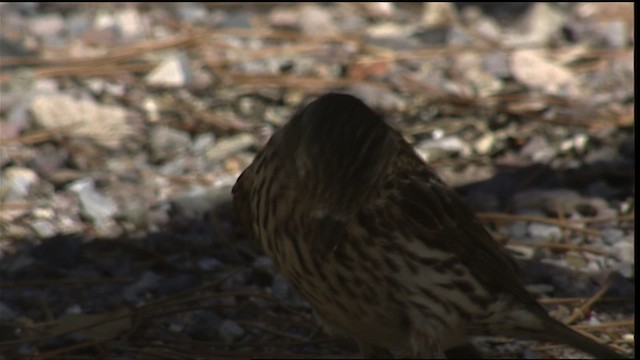 House Finch - ML406039