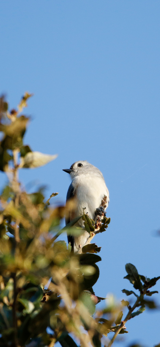 Mésange bicolore - ML406040211