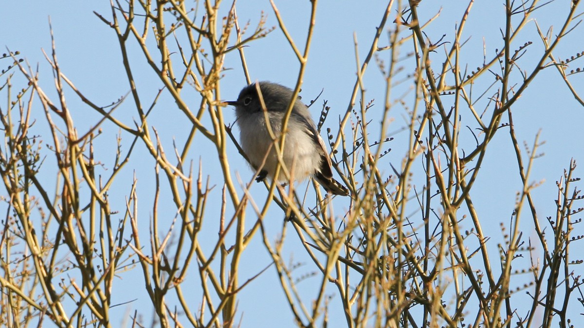 Black-tailed Gnatcatcher - ML406040961