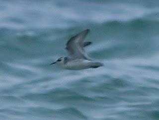 Red Phalarope - ML40604111