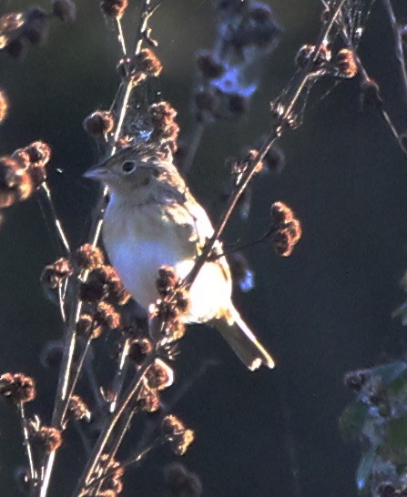 Grasshopper Sparrow - ML406045711