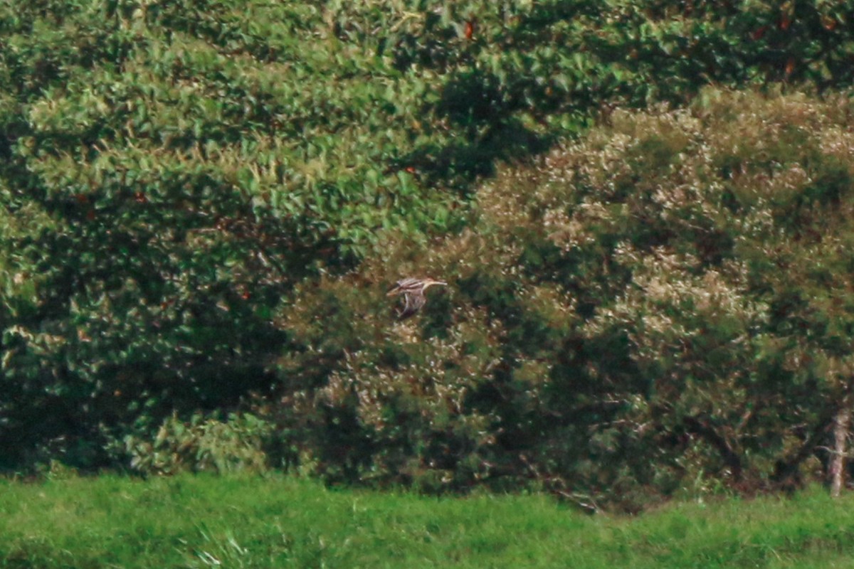 Wilson's Snipe - ML406046651