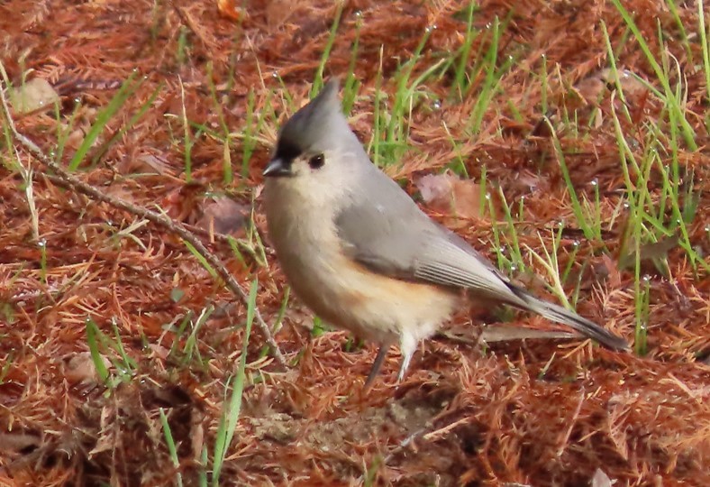 Tufted Titmouse - ML406047371