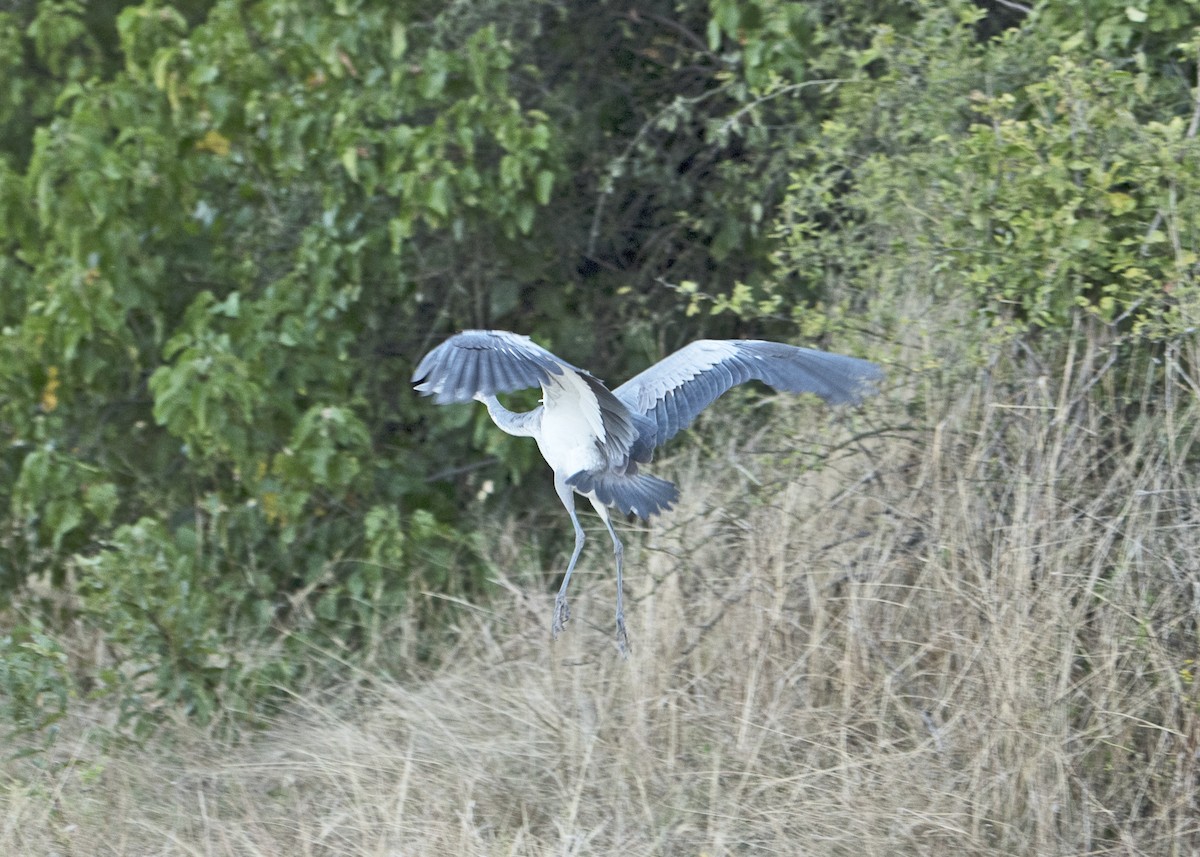 Black-headed Heron - ML406047481