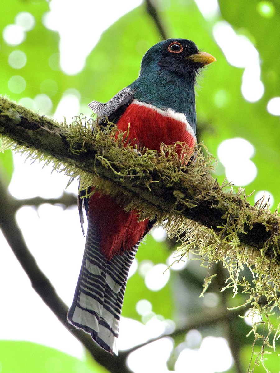 Collared Trogon - Bobby Wilcox