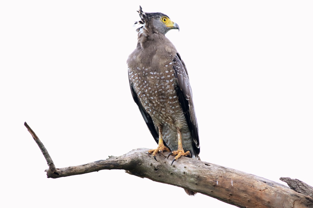 Crested Serpent-Eagle - ML406048261