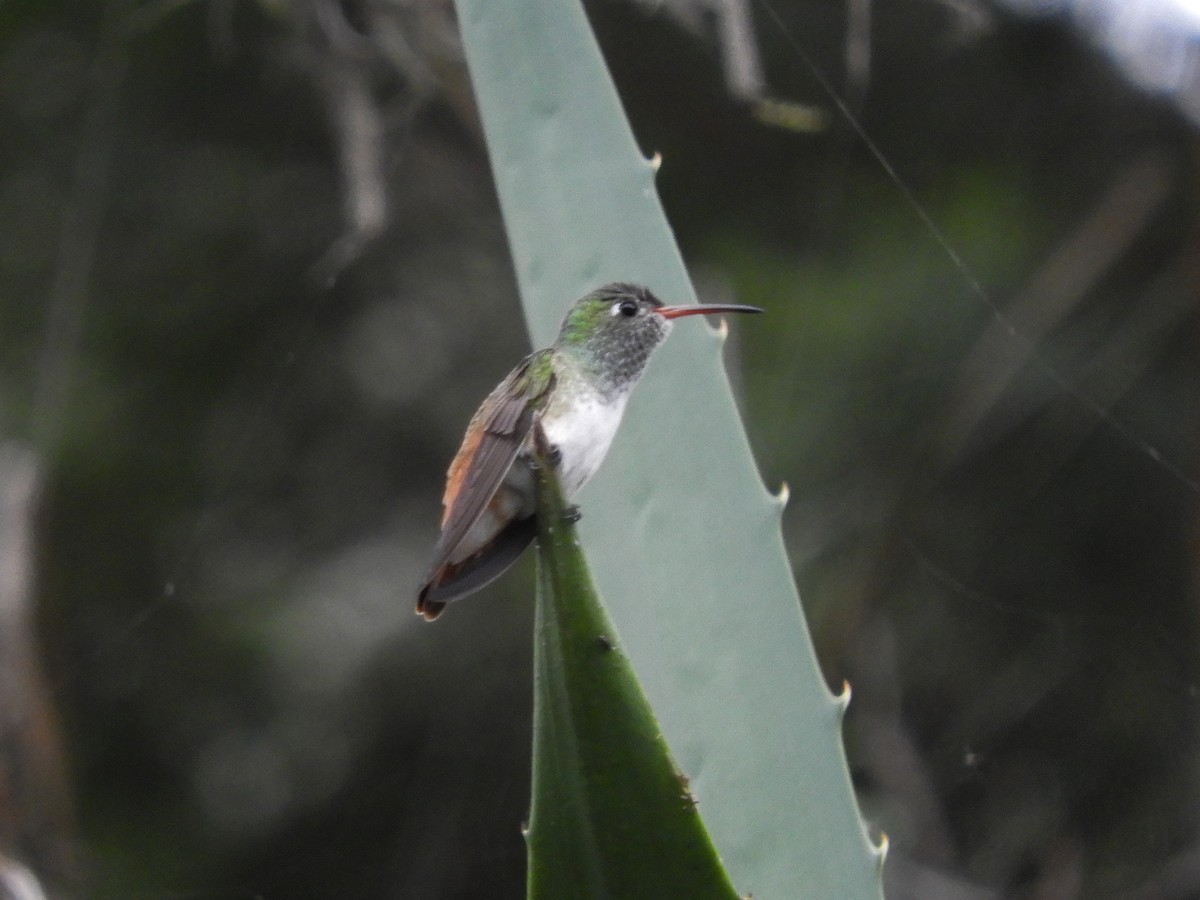 Amazilia Hummingbird - ML406048301
