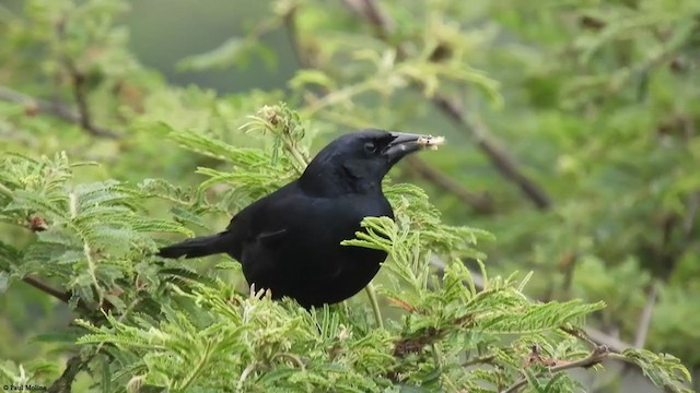 Scrub Blackbird - ML406048361