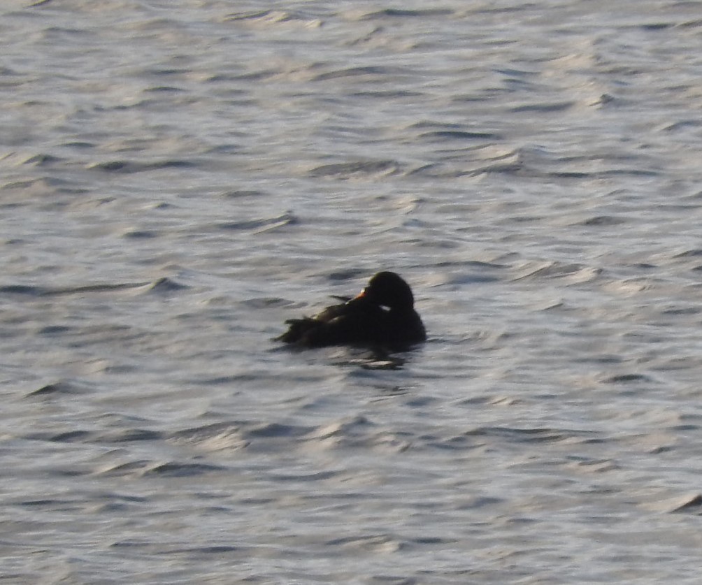 Common Scoter - ML40604851